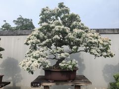 -盆景园(扬州大运河文化旅游度假区)