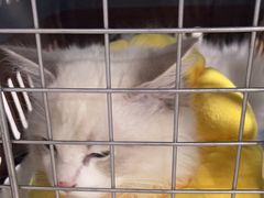 -佳雯宠物医院·皮肤科·内外科(春晓路分院)