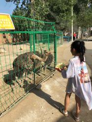 -上美四季动物农场