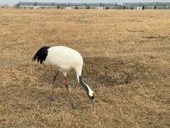 -盐城丹顶鹤湿地生态旅游区