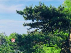 -泰山风景名胜区