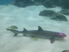 -苏州海洋馆