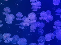 -福州罗源湾海洋世界旅游区