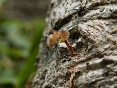 -上海佘山国家森林公园天马山园