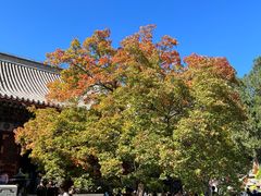 -香山公园