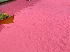 -上海鲜花港