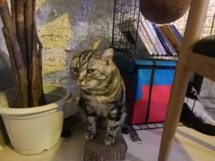 -平行世界·猫咖(首经贸店)