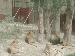 -新疆天山野生动物园