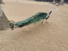 -秦皇岛野生动物园