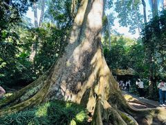 -中国科学院西双版纳热带植物园