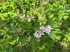 -昆山城市生态森林公园