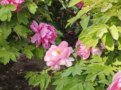 -莲花池公园