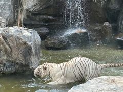 -北京野生动物园