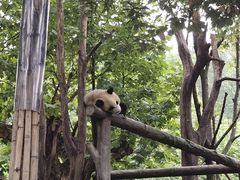 -都江堰中华大熊猫苑