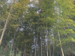 -金子山原生态旅游风景区