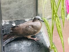 -玫瑰园餐厅