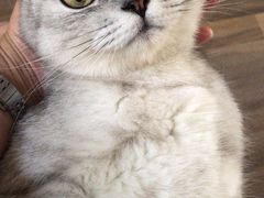 -伟伟宠物医院·瑞派猫友好医院·猫科(光谷店)
