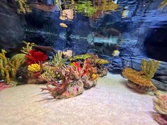 -上海海洋水族馆