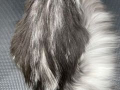 -唐小姐の猫狗洗护·购宠旗舰店(周浦万达店)