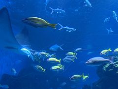 -海合安成都极地海洋公园