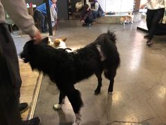 -百好乐宠物友好餐厅(朝外大街店)