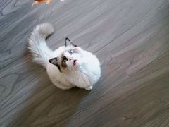 -Goku PET SHOP宠物视觉生活馆(双井店)