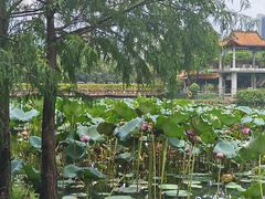 -深圳龙潭公园