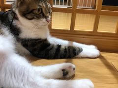 -猫にゃん · 猫的隐藏屋猫咖(麦地旗舰店)