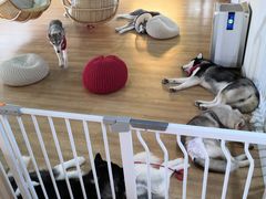 -Husky Go! 哈士奇体验馆·宠物咖啡厅狗咖