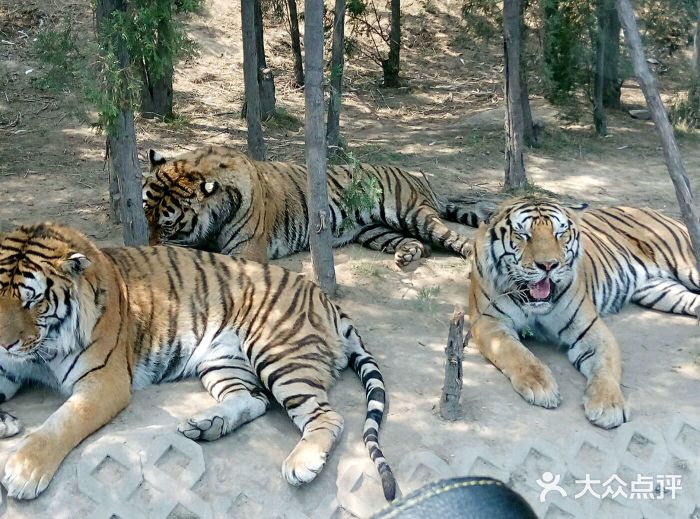 太原動物園圖片