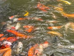 -珠海圆明新园