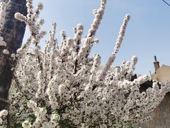 -金龙寺国家森林公园