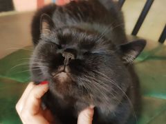 -喵屿·大理花园猫咖