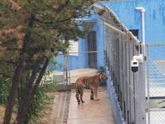 -青藏高原野生动物园