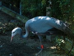 -盐城丹顶鹤湿地生态旅游区