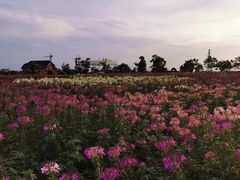 -荷兰花海