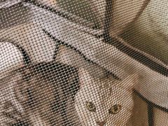 -瑞派康怡24h宠物医院·犬猫医疗中心·微创绝育(瑞景分院)