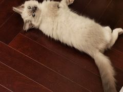 -欣宠猫屋·矮脚拿破仑·蓝金金渐层