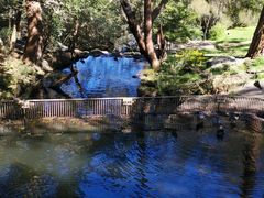 -EG Waterhouse Camellia Gardens Sutherland Shire
