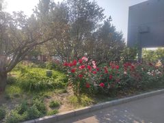 -莲花池公园
