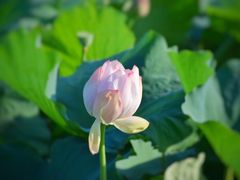 -荷塘月色湿地公园·向阳花洲