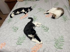 -纳吉亚猫专科动物医院·北北分院