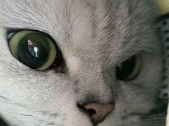 -艾贝尔宠物医院·24H转诊中心·肿瘤猫专科(江宁双龙店)