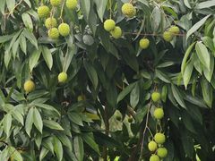 -广西壮族自治区药用植物园