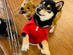 -豆柴町-柴犬主题狗咖(红鼎国际C座店)