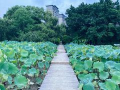 -金山公园