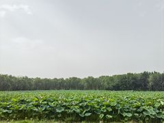 -东郊湿地公园