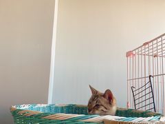 -Cappucimeow猫咪咖啡馆(韦伯时代店)