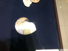 -青岛贝壳博物馆