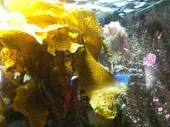 -悉尼海洋生物水族馆
